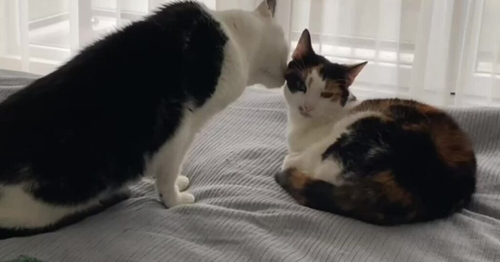 Your Cat Is Being Nice? Think Again.