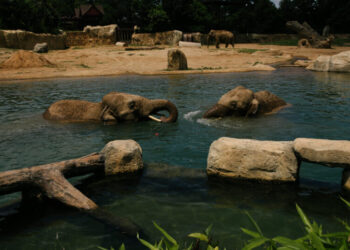 Animals Need to Cool Off, Too