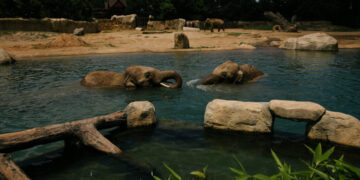Animals Need to Cool Off, Too