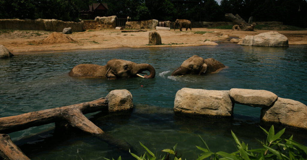 Animals Need to Cool Off, Too