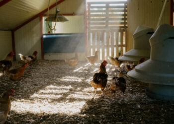 The Chickens Were Doing Just Fine. Then the Heat Wave Killed Millions.