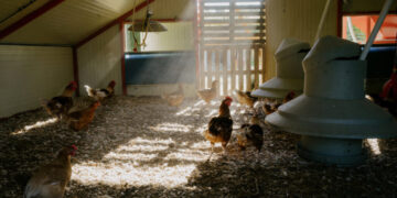 The Chickens Were Doing Just Fine. Then the Heat Wave Killed Millions.