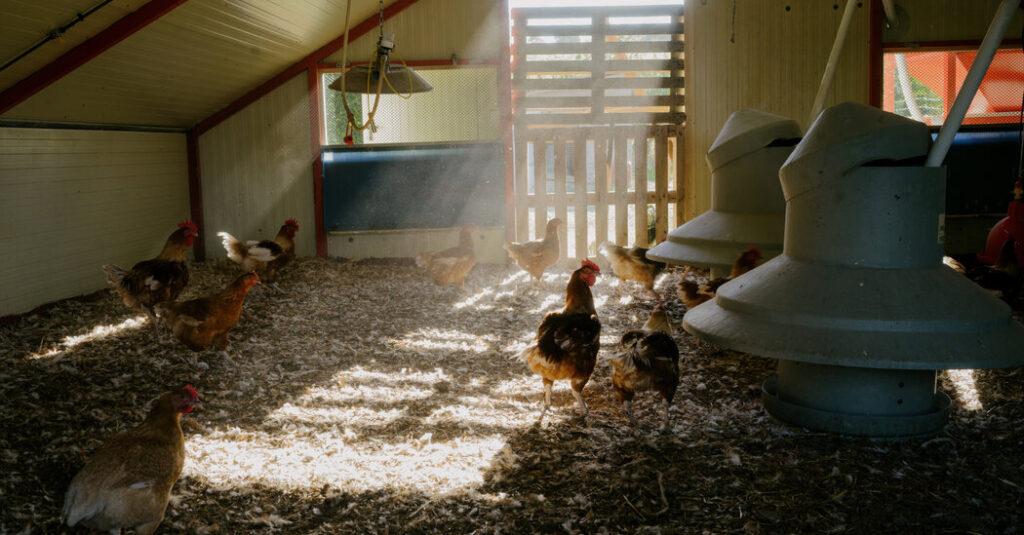 The Chickens Were Doing Just Fine. Then the Heat Wave Killed Millions.