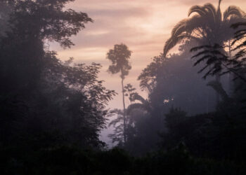 Warming Could Ravage a Third of Plants Used by Amazon Communities