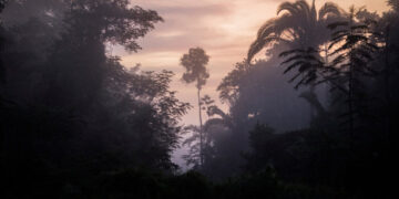 Warming Could Ravage a Third of Plants Used by Amazon Communities