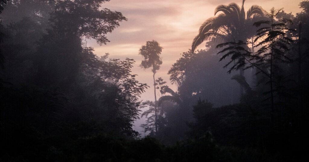 Warming Could Ravage a Third of Plants Used by Amazon Communities