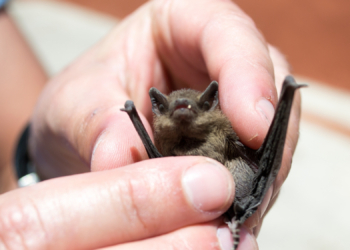 11-Year-Old Dies of Rabies After Waking Up With Bat on His Face