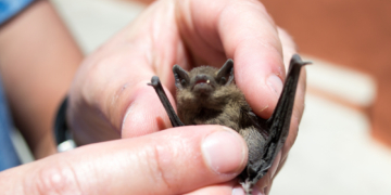 11-Year-Old Dies of Rabies After Waking Up With Bat on His Face