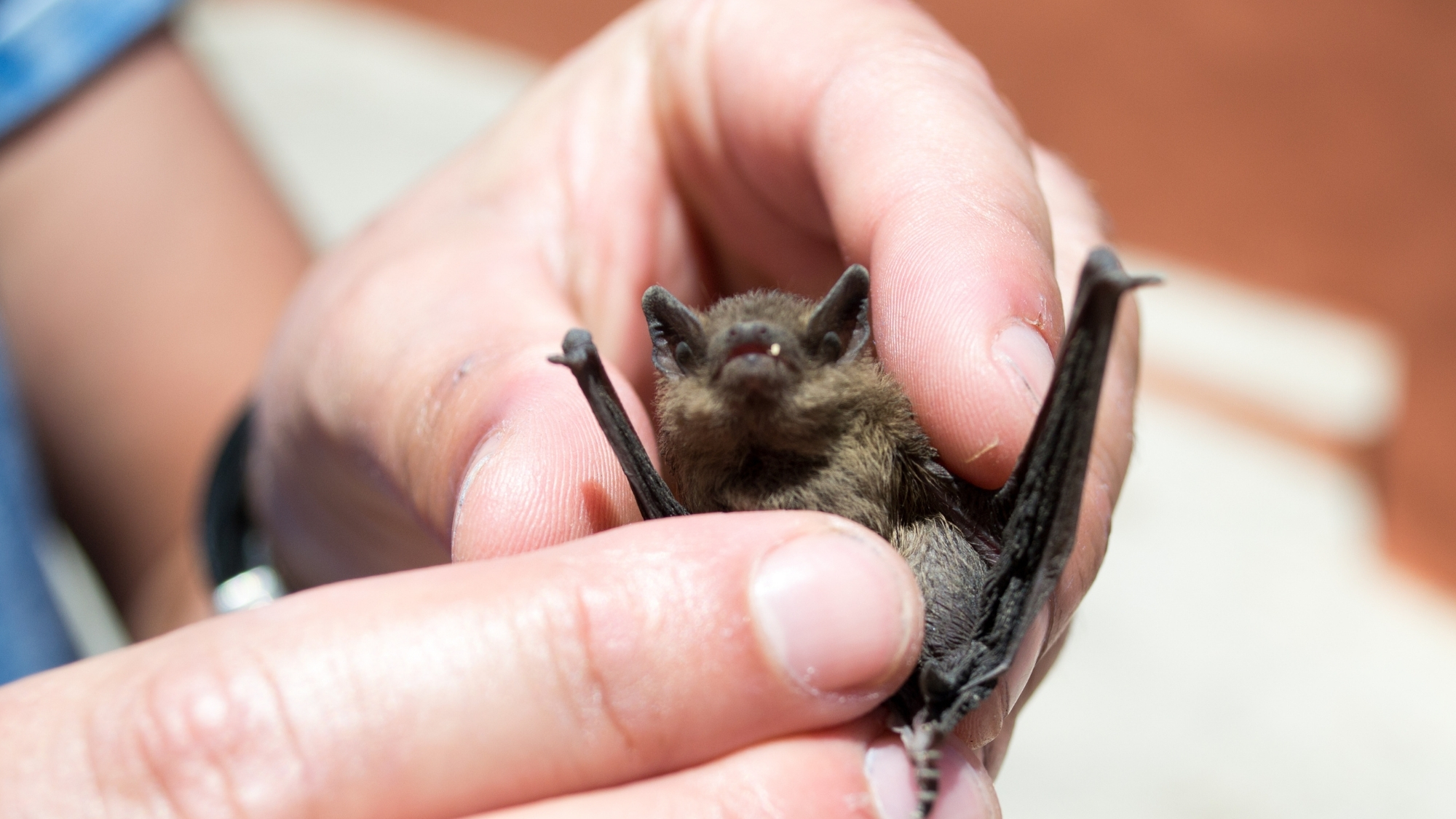 11-Year-Old Dies of Rabies After Waking Up With Bat on His Face