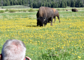 In Terrifying Seconds, a Bison Charges Campers at Yellowstone