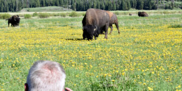 In Terrifying Seconds, a Bison Charges Campers at Yellowstone