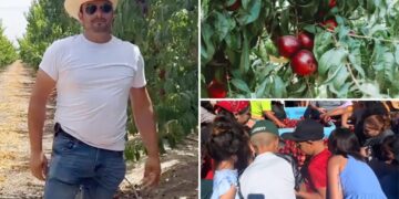 Embattled California fruit farmer gives away more than 125,000 pounds of nectarines