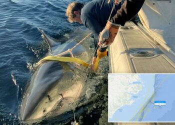 Contender’s latest ping reveals location of largest male great white is a mystery