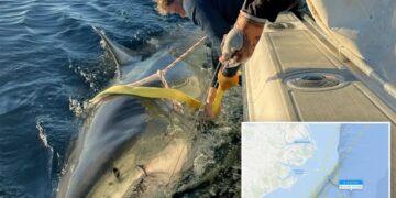 Contender’s latest ping reveals location of largest male great white is a mystery