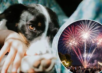 Pet owners canceling plans to stay home with their pups on July 4th as runaway cases surge