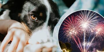 Pet owners canceling plans to stay home with their pups on July 4th as runaway cases surge