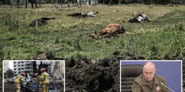 Russia accused of dumping anthrax-infected cattle carcasses in Ukraine: ‘ Biological terrorism’