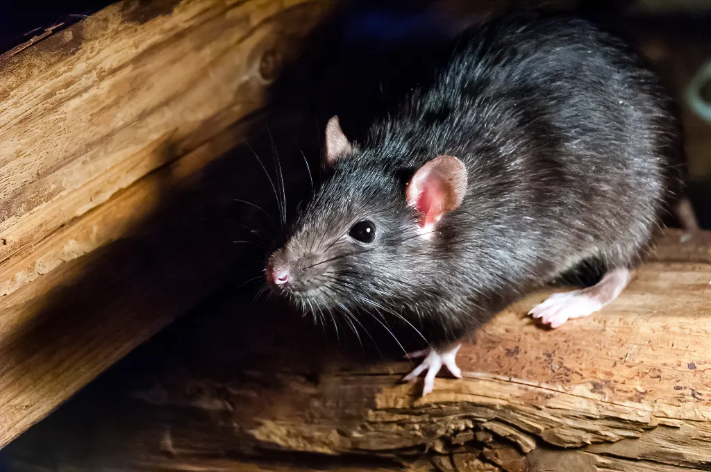 A black rat, also known as ship rat, roof rat, or house rat, on wood.