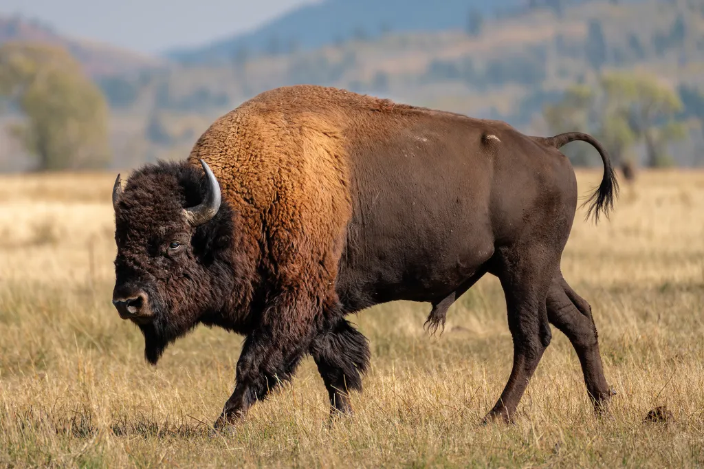 A large bison with dark brown fur on its body and head and lighter brown fur on its hump walks across a golden field.