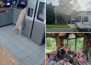 Dog accidentally turns on toaster, sparking Maryland house fire that killed 3 family pets