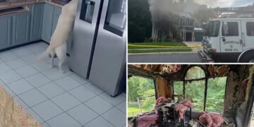 Dog accidentally turns on toaster, sparking Maryland house fire that killed 3 family pets