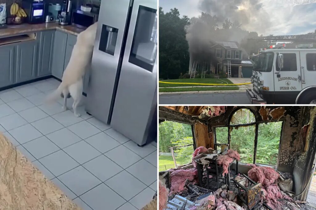 Dog accidentally turns on toaster, sparking Maryland house fire that killed 3 family pets