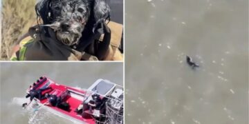 Lost pup found adrift in SF Bay survives seagull attacks before ‘action movie’ rescue