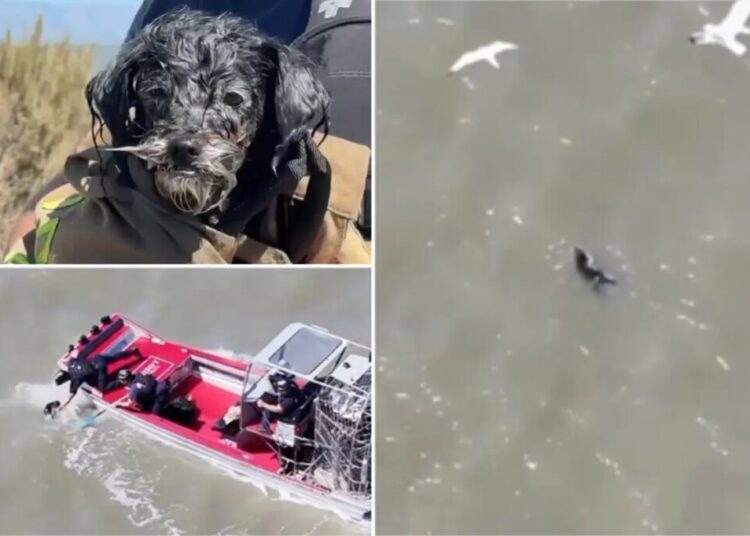 Lost pup found adrift in SF Bay survives seagull attacks before ‘action movie’ rescue
