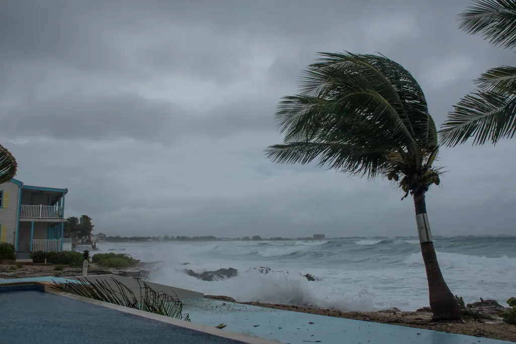 A palm tree getting blown around by Hurricane Zeta as waves crash onto the shore nearby.