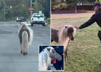 Escaped pony leads police on wild chase through streets of major California city: ‘Hold your horses!’
