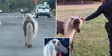 Escaped pony leads police on wild chase through streets of major California city: ‘Hold your horses!’