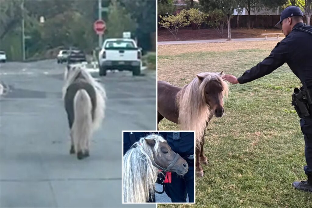Escaped pony leads police on wild chase through streets of major California city: ‘Hold your horses!’