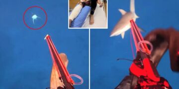 Influencer films shark almost biting off his leg —then shares amazing message about it