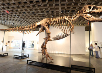 T. Rex Fossil Sells for $50.1 Million, Putting the King Back On Top