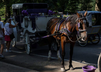 N.Y.C. Council Speaker Backs Ban on Horse-Drawn Carriages
