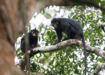 Meet Earth’s Newest Monkey. (And Check Out Its Orange Lips.)