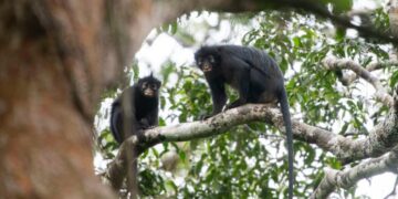Meet Earth’s Newest Monkey. (And Check Out Its Orange Lips.)