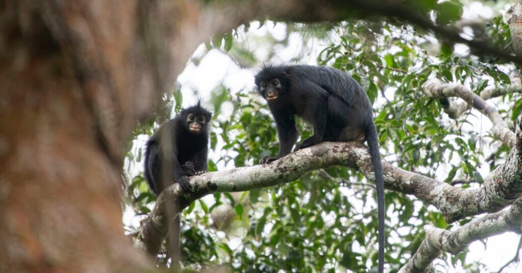 Meet Earth’s Newest Monkey. (And Check Out Its Orange Lips.)