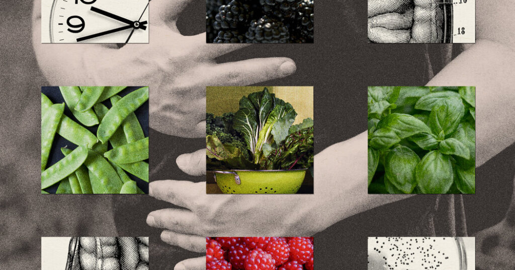 Cyclospora Cases Are Rising. Here’s What to Know.