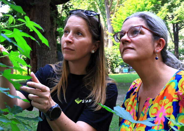 How a Seed in Space Became a Tree in Madison Square
