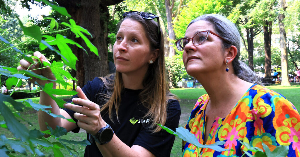 How a Seed in Space Became a Tree in Madison Square
