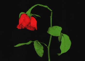 The DSA’s Communist Revolution