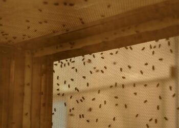 What to Know About Screwworm in the U.S.