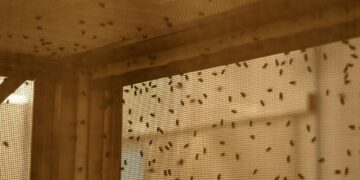 What to Know About Screwworm in the U.S.