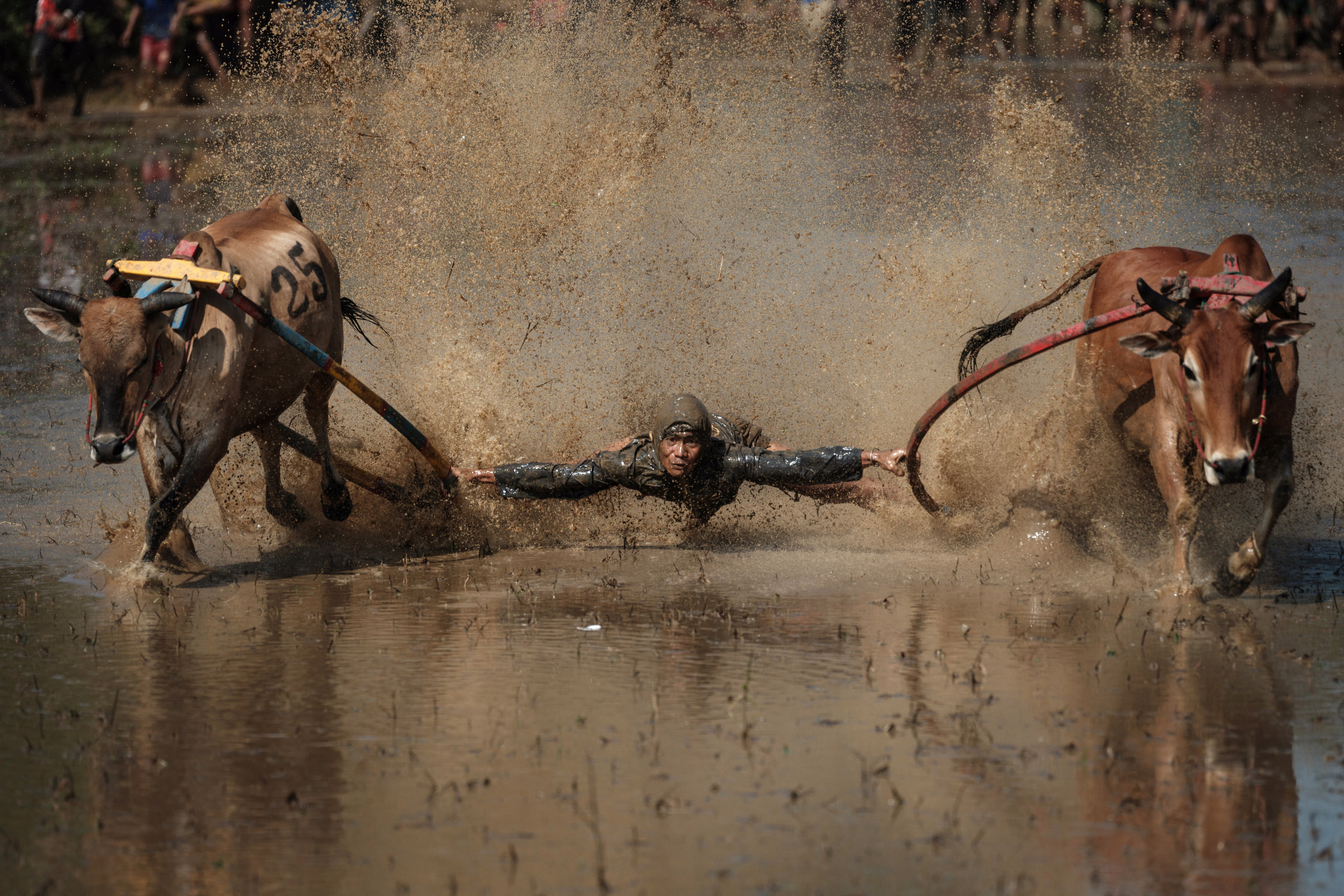 A person trying to steer two yoked bulls through a flooded paddy field lies nearly flat, arms stretched out, as the bulls move away from them while running.