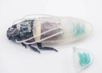 Swarm of Cyborg Remote Controlled Cockroaches Gains New Power