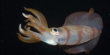 Squid Are Among the Most Intelligent Ocean Creatures. Climate Change Might Shrink Their Brains