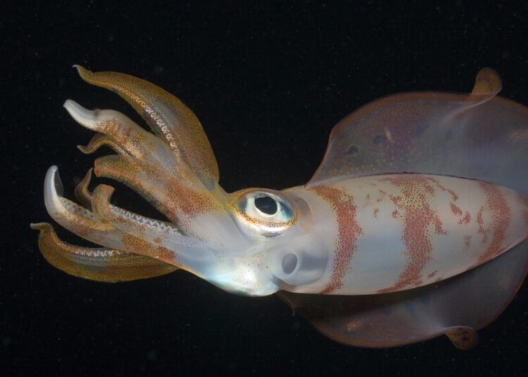 Squid Are Among the Most Intelligent Ocean Creatures. Climate Change Might Shrink Their Brains