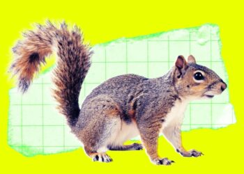 Someone Reportedly Mailed a Live Squirrel to Meta, Where It Sent an Employee to the Hospital