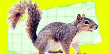 Someone Reportedly Mailed a Live Squirrel to Meta, Where It Sent an Employee to the Hospital